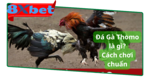 Cách chơi chuẩn cho người chơi